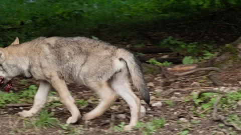 Wolf cubs Stock Footage 280202190