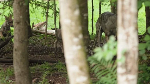 Wolf cubs Stock Footage 280202503