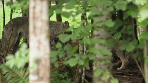 Wolf cubs Stock Footage 280202527