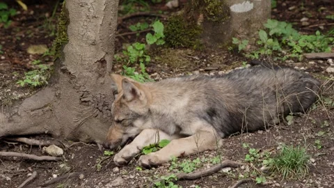 Wolf cubs Stock Footage 280202530