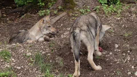 Wolf cubs Stock Footage 280202548