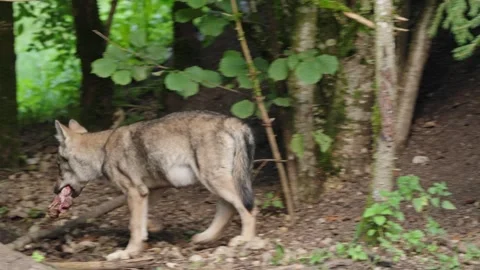 Wolf cubs Stock Footage 280202754