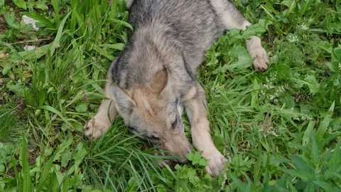 Wolf cubs Stock Footage 280202800