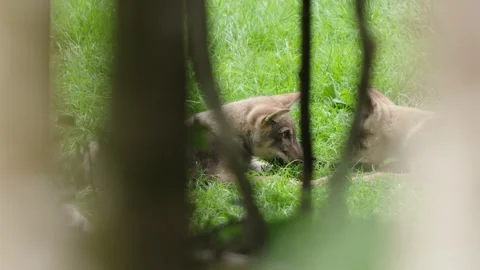 Wolf cubs Stock Footage 280202900