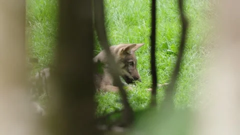 Wolf cubs Stock Footage 280203008