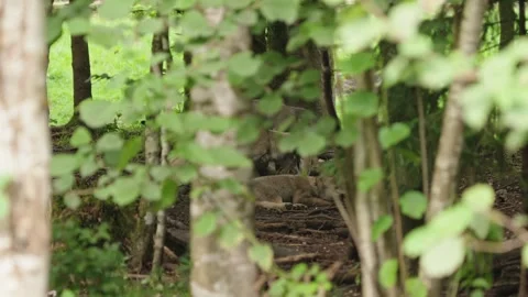 Wolf cubs Stock Footage 280203050