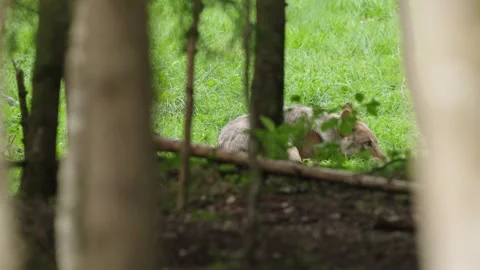 Wolf cubs Stock Footage 280203183