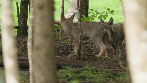 Wolf cubs Stock Footage 280203268