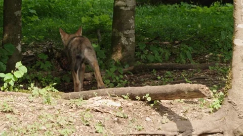 Wolf cubs Stock Footage 280203294