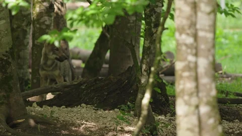Wolf cubs Stock Footage 280203491