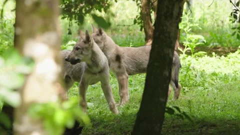 Wolf cubs Stock Footage 280203546