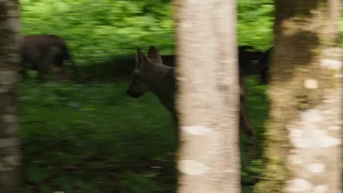Wolf cubs Stock Footage 280203555