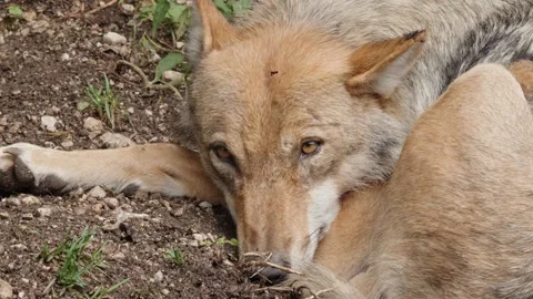 Wolf cubs Stock Footage 280203613