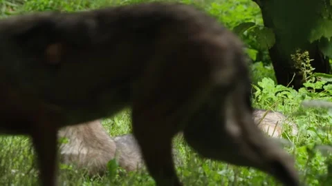 Wolf cubs Stock Footage 280203837