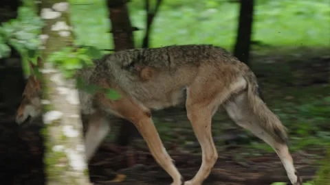 Wolf cubs Stock Footage 280204042