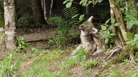 Wolf cubs Stock Footage 280204117