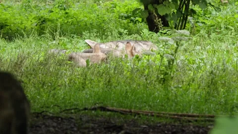Wolf cubs Stock Footage 280204253