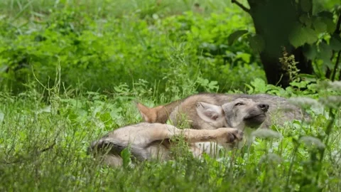 Wolf cubs Stock Footage 280204276