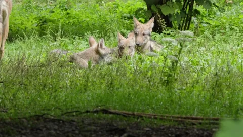 Wolf cubs Stock Footage 280204334