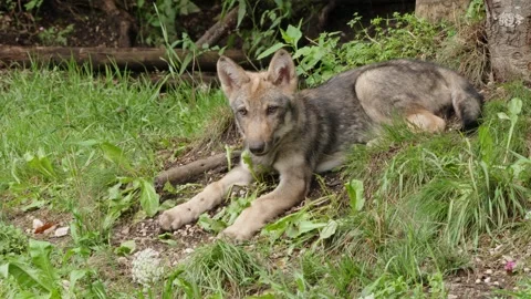 Wolf cubs Stock Footage 280204335
