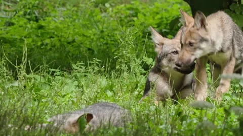 Wolf cubs Stock Footage 280204395