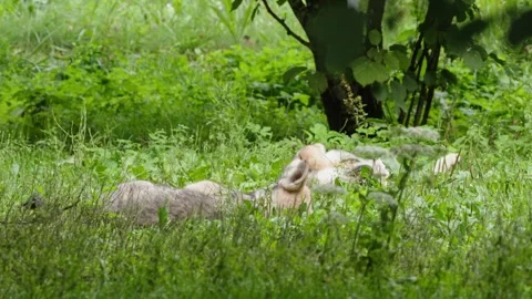 Wolf cubs Stock Footage 280204400