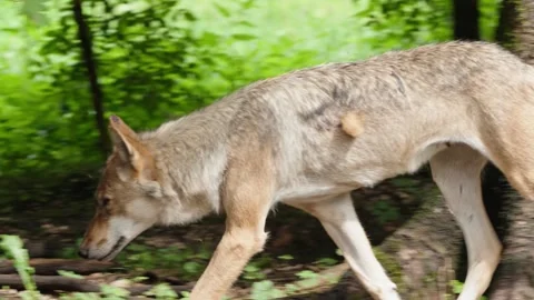 Wolf cubs Stock Footage 280204408