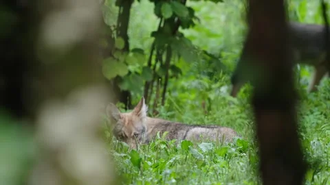 Wolf cubs Stock Footage 280204410