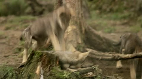 Wolf cubs at a zoo Stock Footage 11315143
