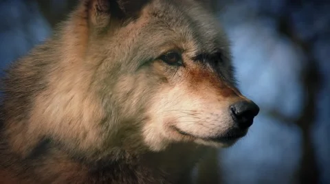 Wolf In The Dark Forest Stock Footage 46798685