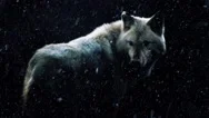 Wolf In Dark Forest With Snow Falling Stock Footage