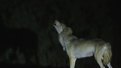 A wolf in the desert at night Video stock 140509088