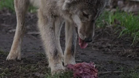 A wolf devours a piece of meat. It bites it predatorily and tries to tear i.. Stock Footage 303573672