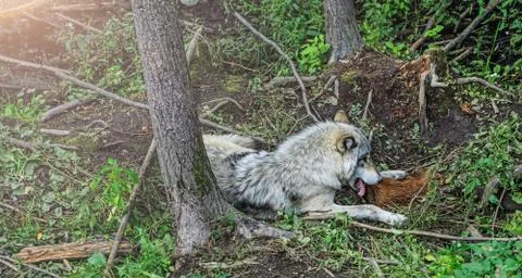 A wolf devours the prey, in the forest background. Close to wolf resting in n Stock Photos