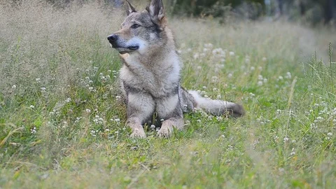 Wolf dog in early summer Stock Footage 78192819