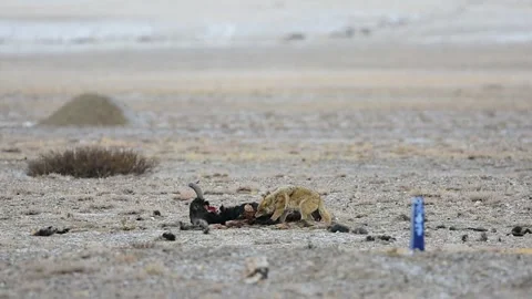 A Wolf Dog feeding on a Yak kill 스톡 동영상 336198344