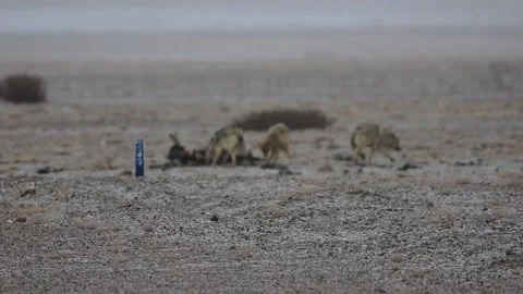 Wolf Dog Fighting with Himalayan Wolf - 1 스톡 동영상 336198348