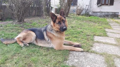Wolf dog lying in the sun looking to the camera Stock Footage 149601325
