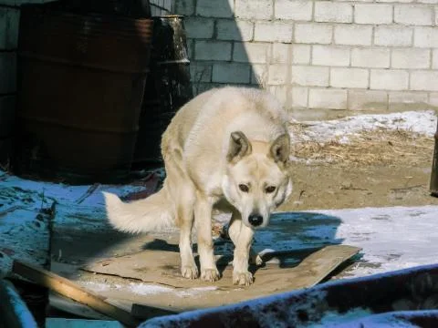 Wolf dog Stock Photos