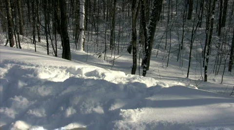 Wolf &amp; Dog playing in snow Stock Footage 309969