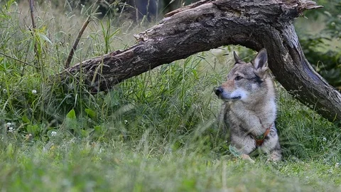 Wolf dog resting under the log Stock Footage 94849755