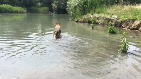 Wolf dog in a river, wild hunter Stock Footage 132254916