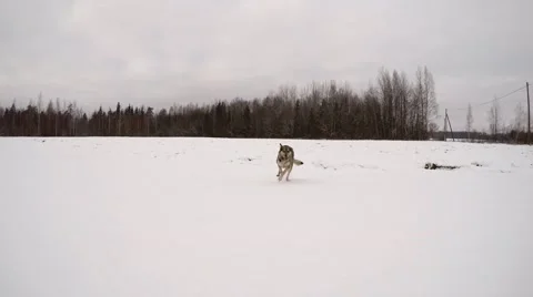 Wolf dog runs toward the camera in the snow, 4K Stock Footage 46891643