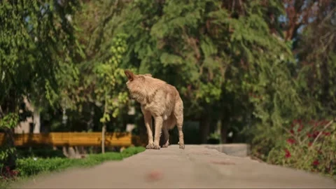 Wolf Dog Standing on Stone Ledge in Botanical Garden Egypt Video stock 234576073