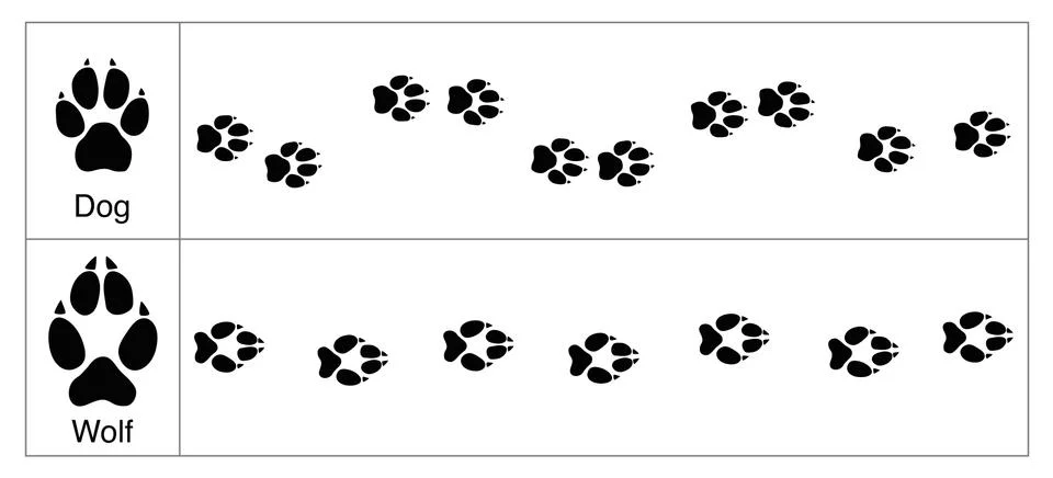 Wolf Dog Tracks Comparison Stock-Illustration