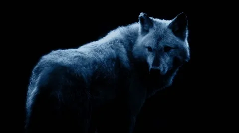 Wolf In Dramatic Moonlight On Black Stock Footage 61150021