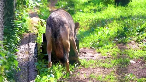 Wolf is drinking water in the wild nature National Park Belarus. Stock Footage 314714611