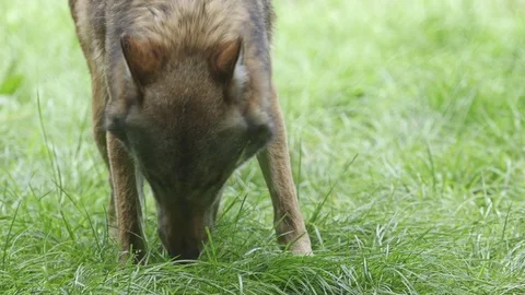 Wolf eating flesh Stock Footage 74627398