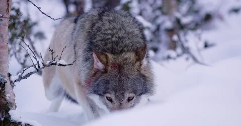 Wolf eating meat in beautiful snowscape Stock Footage 79970472