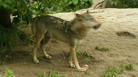 Wolf eating meat Stock Footage 516250